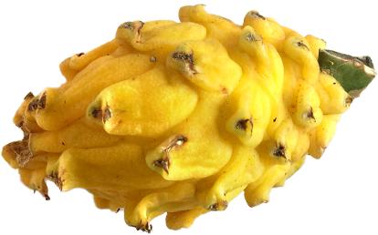 dragon fruit image